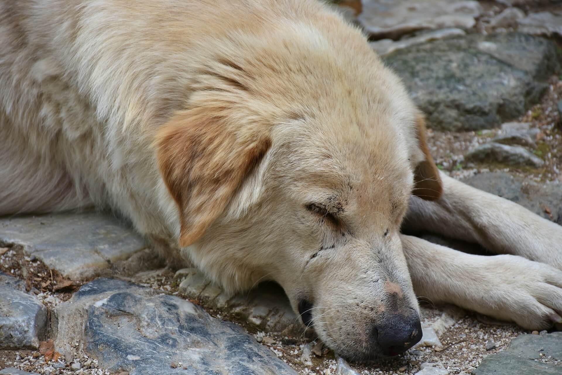 Dog laying